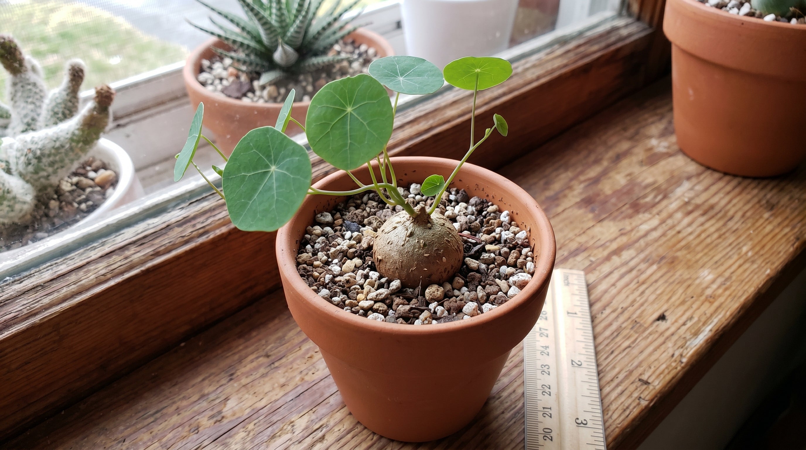 Stephania Cephalantha Live Plant in 2 – 2.5" Inch Pot | Stephania Erecta Plant Bulb | Low-Maintenance Indoor Greenery | Suitable for Desks, Shelves & Modern Décor | Great Botanical Gift