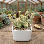 String of Buttons Live Plant | Compact Trailing Variegated Succulent in 4 Inch Pot | Plant for Home Office Decoration & DIY Projects