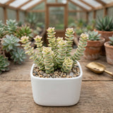 String of Buttons Live Plant | Compact Trailing Variegated Succulent in 4 Inch Pot | Plant for Home Office Decoration & DIY Projects