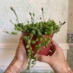 Succulents Plants Live with 2 Inch Pot - String of Tears | Rare Succulent | Live Variegated String of Tears Trailing Succulent | Suitable for House Plant for Home & Office Décor