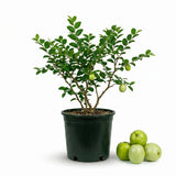 Thai Jujube Tree, 3 Gallon Pot - 12-16" Tall, Fast Growing Jujube Plant Live, Crispy & Juicy Fruits, Ideal for for Garden, Patio and Backyard (No Ship to CA, HI, AK)