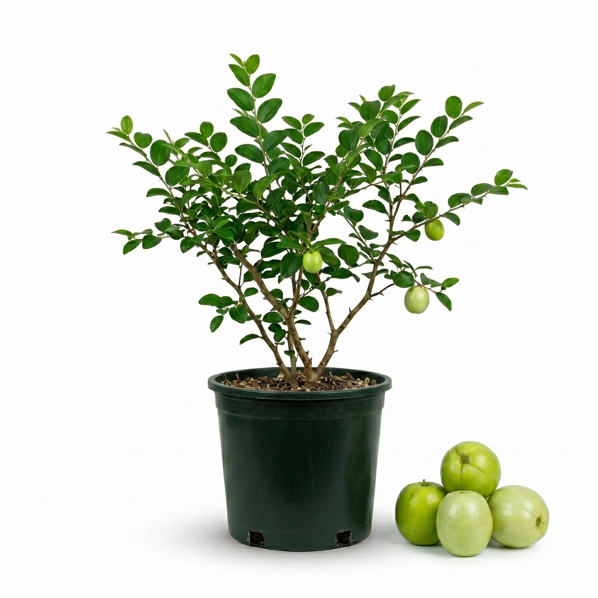 No Ship to CA, HI, AK, Thai Jujube Tree, 3 Gallon Pot - 12-16" Tall, Fast Growing Jujube Plant Live, Crispy & Juicy Fruits, Ideal for for Garden, Patio and Backyard