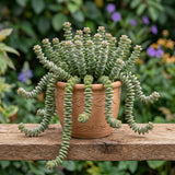 String of Buttons Plant Live | Variegated Crassula Perforata Succulent | Live Trailing Succulent in 4 Inch Pot | Rare House Plant for Home & Office Décor