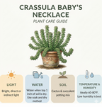 Live Crassula Baby Necklace Trailing Succulent in 2” Inch Pot | Fully Rooted Trailing Plant | Ideal for DIY Projects, Gifts & Home Décor