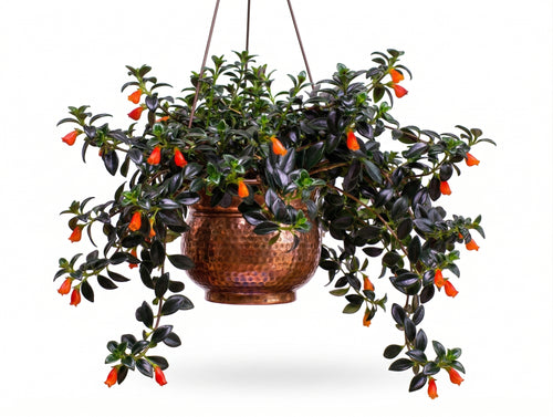 Goldfish Plants Live Houseplants | Live Columnea Nematanthus in 4-Inch Pot | Colorful Trailing Goldfish Plant for Indoors | Perfect for Tables & Home Décor | Ideal Gift for Plant Lovers