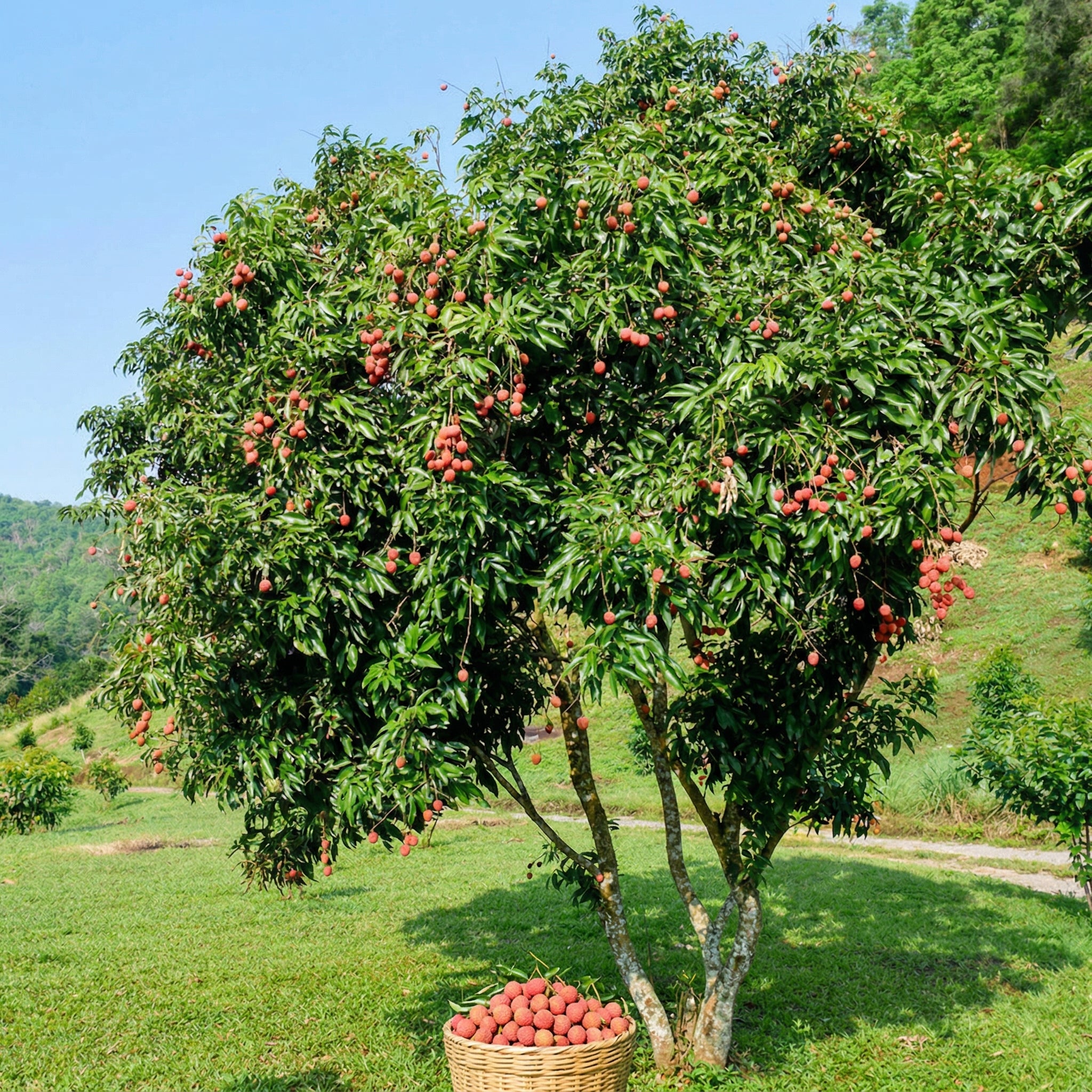 No Ship to CA, HI, AK | Sweetheart Lychee Tree Plant | 3 Gallon Pot | 3 Foot Tall Live Tropical Fruit Plant | Low Maintenance Everbearing Fruit Tree