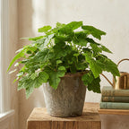 Piggyback Live Plant Tolmiea Menziesii | 4-Inch Pot | Low Maintenance Live Houseplant with Trailing Habit