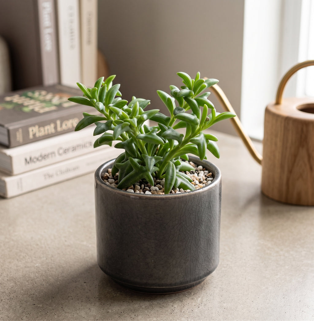 String of Dolphins Live Plant in 4'' Inch Pot | Trailing Succulent for Hanging Displays | String of Dolphins Plant Live for Home & Office