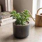 String of Dolphins Live Plant in 4'' Inch Pot | Trailing Succulent for Hanging Displays | String of Dolphins Plant Live for Home & Office