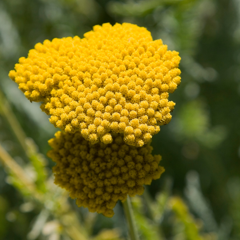 1500 Golden Yarrow Seeds, Non GMO, High Yield, Charming Long-Lasting Flower Accent, Perennial Flower Seeds, Perfect for Outdoor Spaces