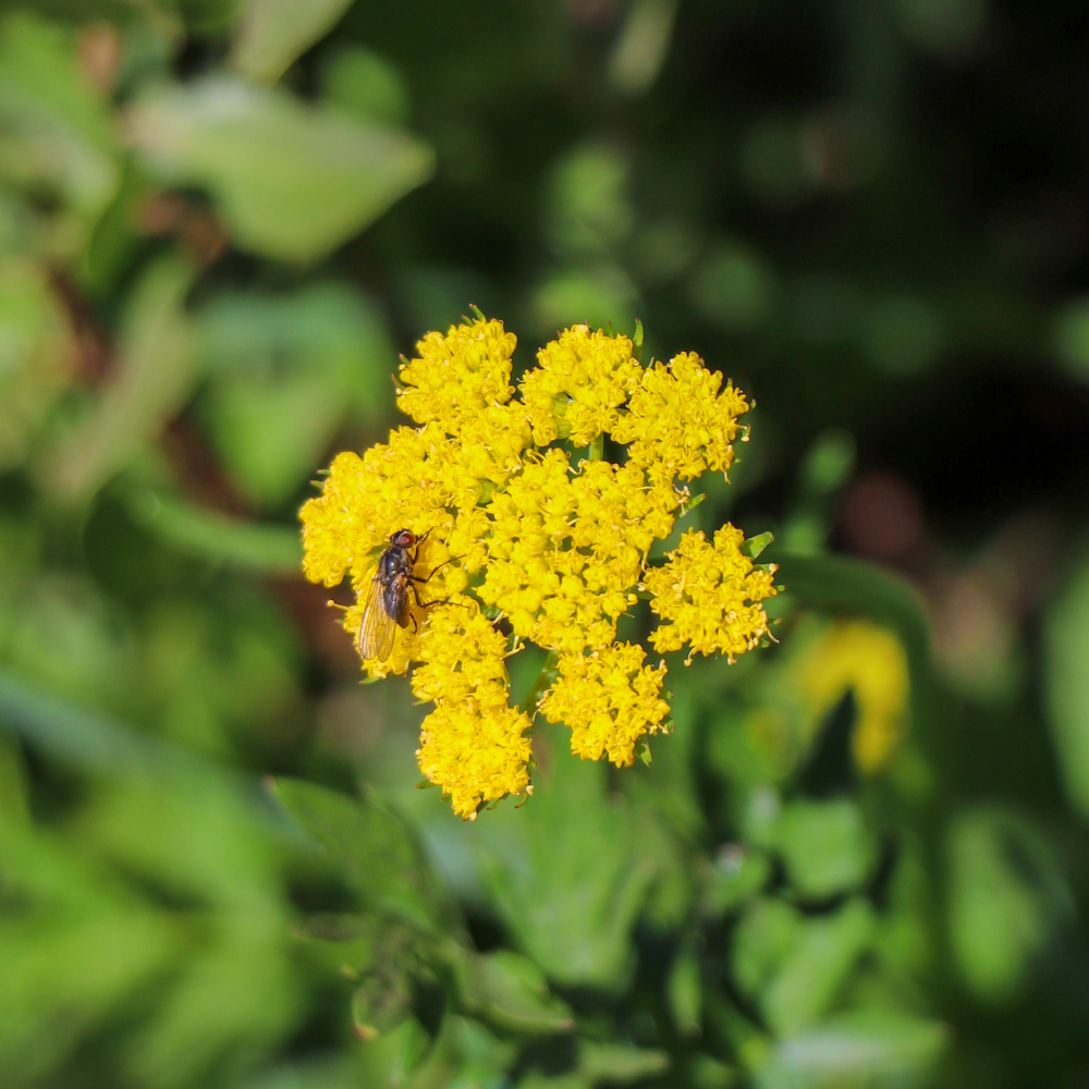 1500 Golden Yarrow Seeds, Non GMO, High Yield, Charming Long-Lasting Flower Accent, Perennial Flower Seeds, Perfect for Outdoor Spaces