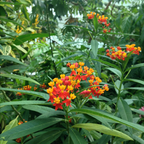 Milkweed Plants Live | Size 4 Inch Tall | Bright Spring Blooms, Upright Growth for Garden Beds & Butterfly Gardens | Easy to Grow