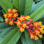 Milkweed Plants Live | Size 4 Inch Tall | Bright Spring Blooms, Upright Growth for Garden Beds & Butterfly Gardens | Easy to Grow