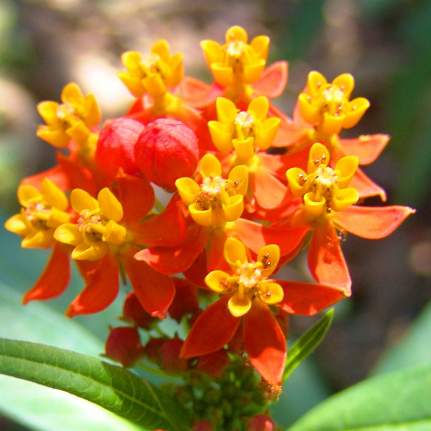 Milk Weed Live Plant | 4 Inch Tall | Flowering Outdoor Plant for Garden Beds, Containers & Pollinator-Friendly Spaces | Easy to Grow