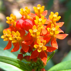 Milk Weed Live Plant | 4 Inch Tall | Flowering Outdoor Plant for Garden Beds, Containers & Pollinator-Friendly Spaces | Easy to Grow