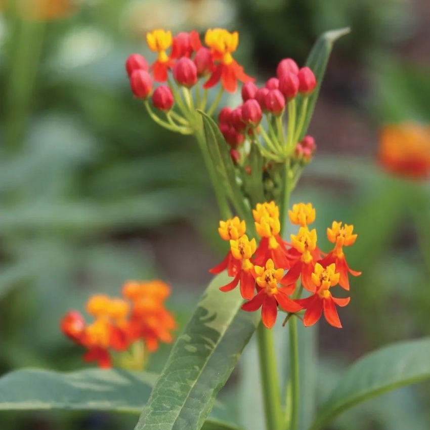 Milk Weed Live Plant | 4 Inch Tall | Flowering Outdoor Plant for Garden Beds, Containers & Pollinator-Friendly Spaces | Easy to Grow