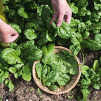 Bloomsdale Spinach Seeds for Planting, 200 Pcs, Non GMO, Easy to Grow Green Vegetables Seeds, for Backyard Garden