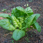 Bloomsdale Spinach Seeds for Planting, 200 Pcs, Non GMO, Easy to Grow Green Vegetables Seeds, for Backyard Garden