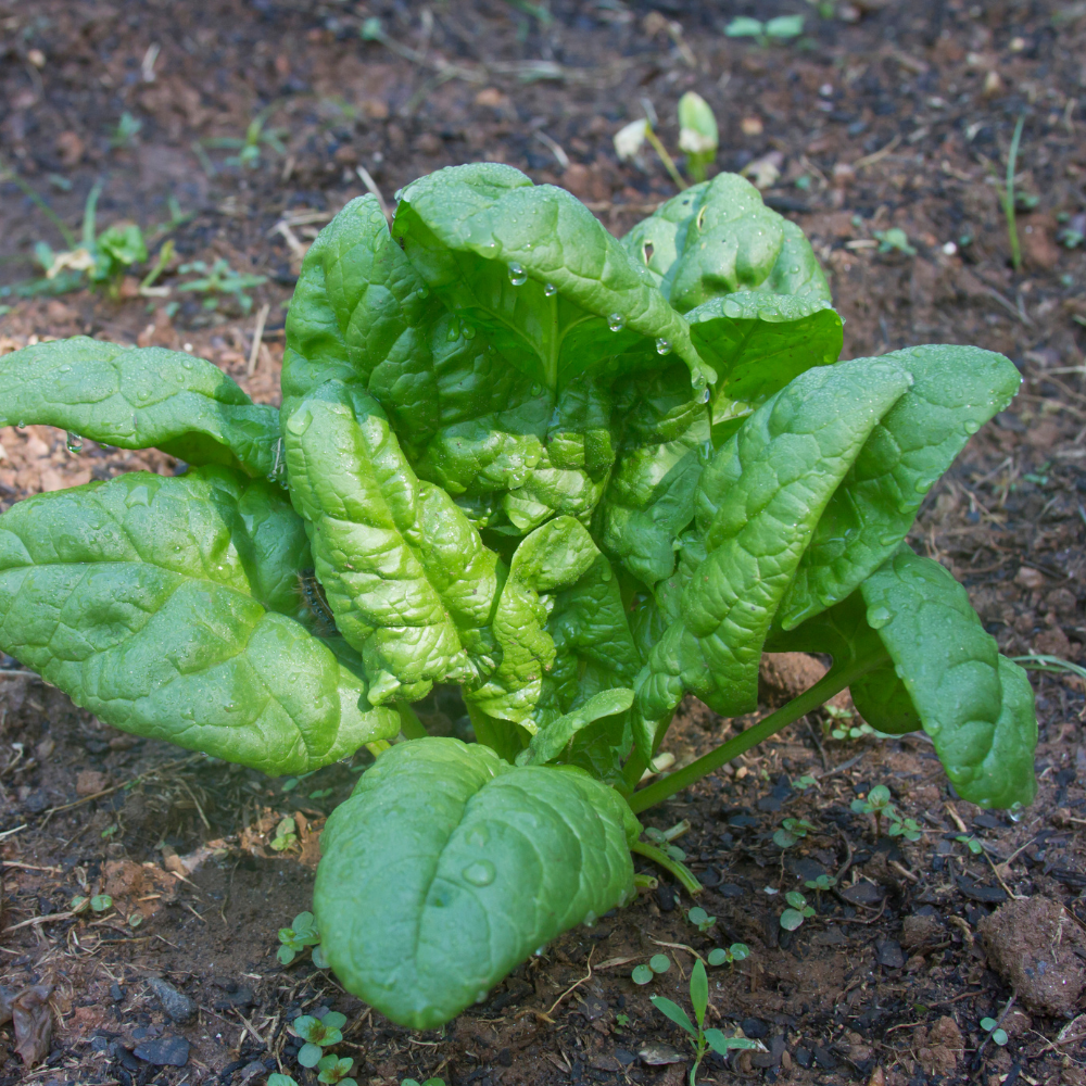 Bloomsdale Spinach Seeds for Planting, 200 Pcs, Non GMO, Easy to Grow Green Vegetables Seeds, for Backyard Garden