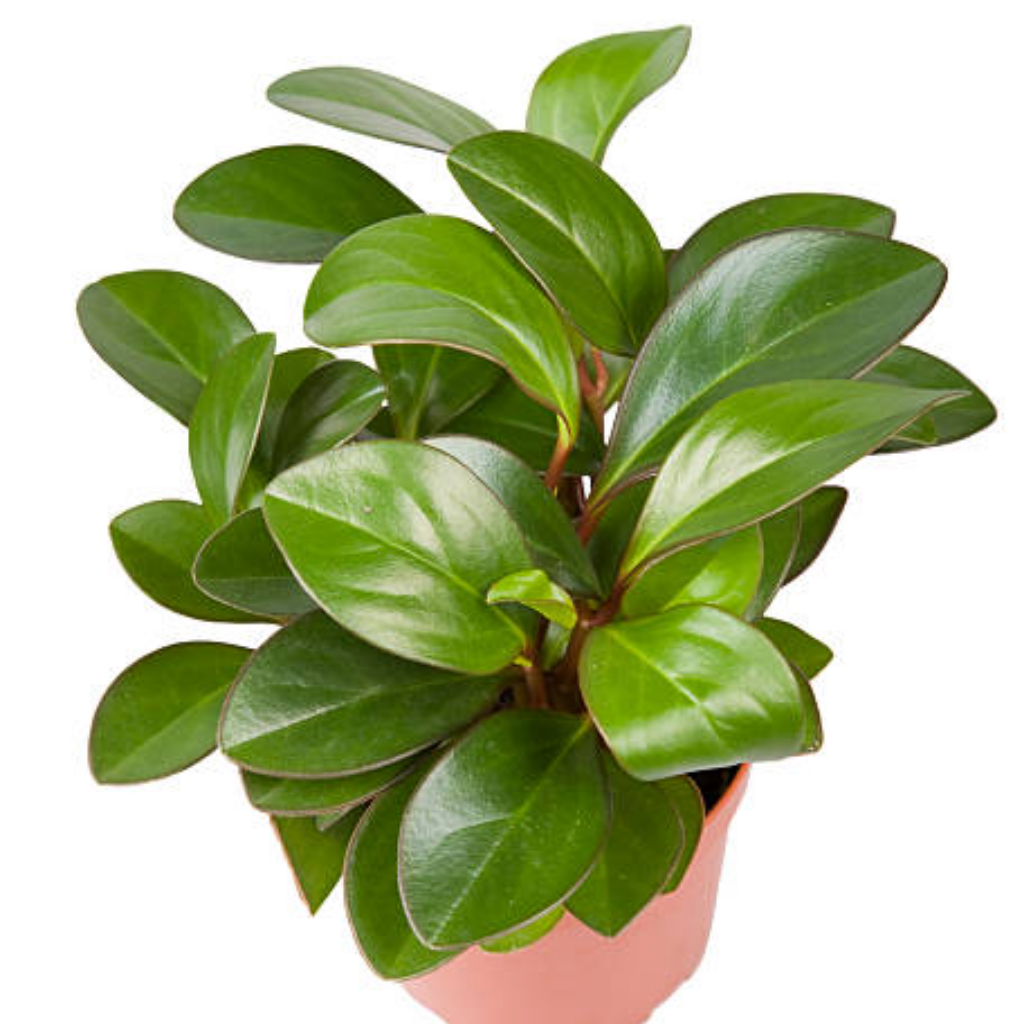 2 Peperomia Live Plant, Peperomia Clusiifolia Red Margin 2 Inch Potted Plant, Indoor Plant for Home Office Decor and Easy Care Disp