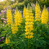 100 Pcs Yellow Lupine Seeds for Outdoors, Heirloom Lupinus Luteus for Planting, Sturdy Drought-Tolerant Plants for Spring Landscapes