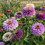 300 Blueberry Cheesecake Zinnia Seeds Mix, Non-GMO Wildflower Seeds, Charming Pastel Purple Cream Accent, Perfect Unique Seed Gift for Gardeners