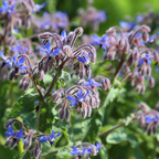 200 Heirloom Borage Seeds for Planting, Easy Care, Borago Officinalis Seeds, Fast Growing, High-Yield Edible Cucumber-Flavored Blue Starflowers, Ideal for Garden Borders