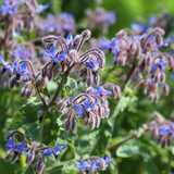 300 Borage Seeds, Heirloom, Non-GMO Herb Seeds, Charming Romantic True-Blue Flower Accent, Perfect Unique Seed Gift for Gardeners