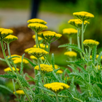 500 Golden Yarrow Seeds, Non GMO, Hardy, Drought Tolerant Native Flower, High-Yielding Achillea Groundcover for Rock Gardens