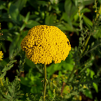500 Golden Yarrow Seeds, Non GMO, Hardy, Drought Tolerant Native Flower, High-Yielding Achillea Groundcover for Rock Gardens