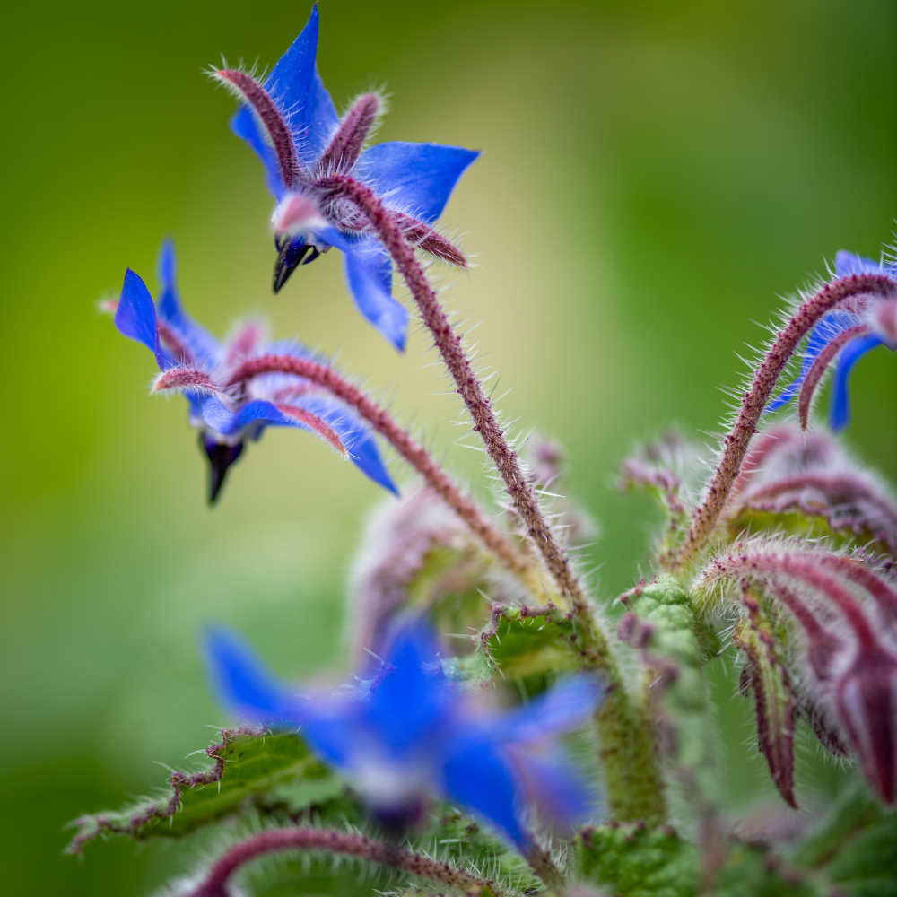 100 Borage Seeds, Non GMO, Heirloom, Annual, High-Yielding Edible Blue Starflower Culinary Herb for Gardens