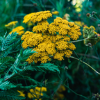500 Golden Yarrow Seeds, Non GMO, Hardy, Drought Tolerant Native Flower, High-Yielding Achillea Groundcover for Rock Gardens
