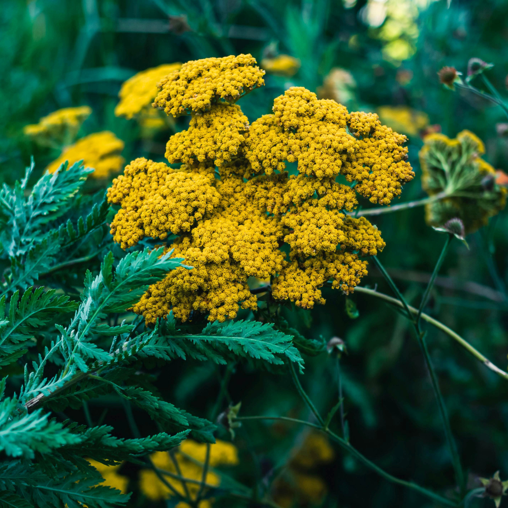 500 Golden Yarrow Seeds, Non GMO, Hardy, Drought Tolerant Native Flower, High-Yielding Achillea Groundcover for Rock Gardens