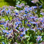 300 Borage Seeds, Heirloom, Non-GMO Herb Seeds, Charming Romantic True-Blue Flower Accent, Perfect Unique Seed Gift for Gardeners