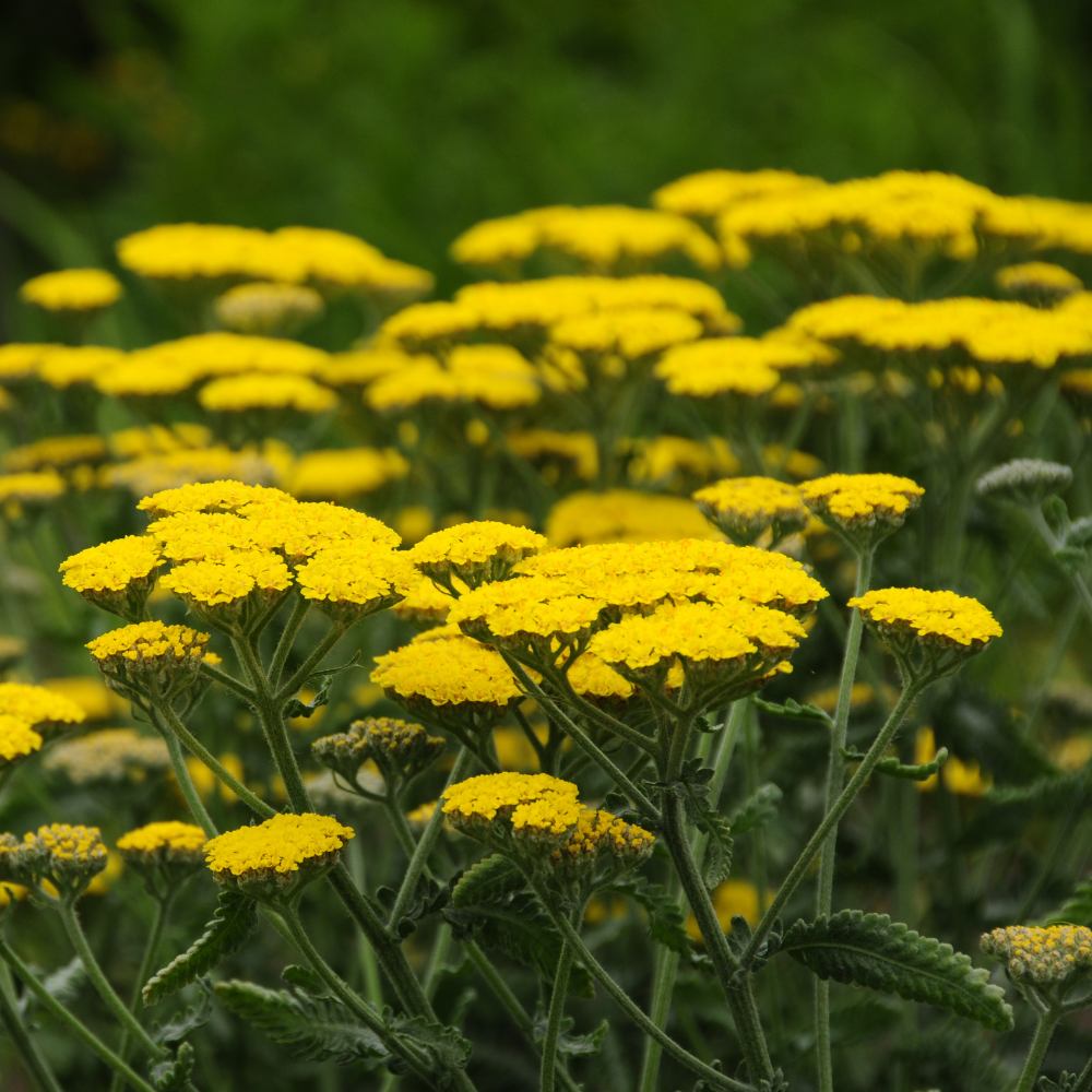 500 Golden Yarrow Seeds, Non GMO, Hardy, Drought Tolerant Native Flower, High-Yielding Achillea Groundcover for Rock Gardens