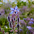 200 Heirloom Borage Seeds for Planting, Easy Care, Borago Officinalis Seeds, Fast Growing, High-Yield Edible Cucumber-Flavored Blue Starflowers, Ideal for Garden Borders
