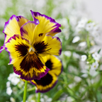 25 Frizzle Sizzle Pansy Seeds, Viola x wittrockiana, Non GMO, Easy to Grow, High-Yielding Fringed Blooms for Gorgeous Patio Pots and Window Boxes