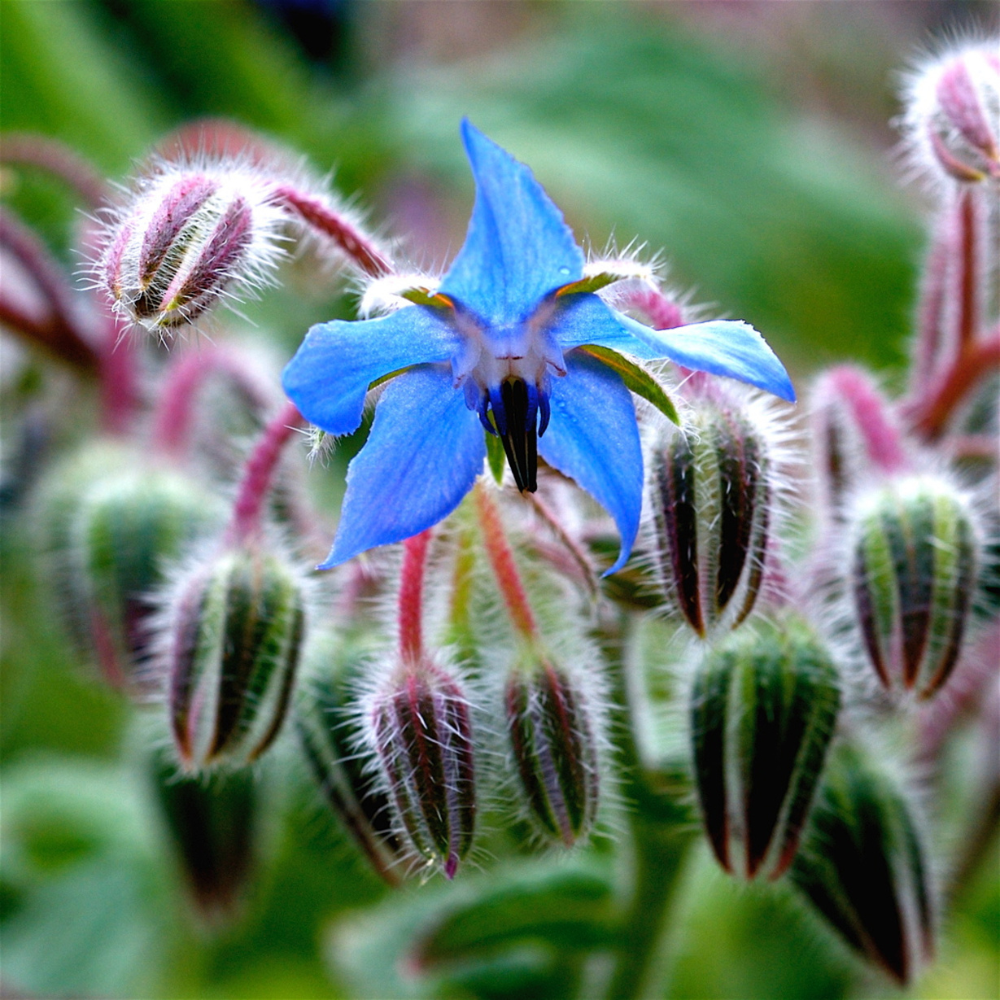 100 Borage Seeds, Non GMO, Heirloom, Annual, High-Yielding Edible Blue Starflower Culinary Herb for Gardens