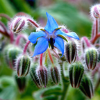 100 Borage Seeds, Non GMO, Heirloom, Annual, High-Yielding Edible Blue Starflower Culinary Herb for Gardens