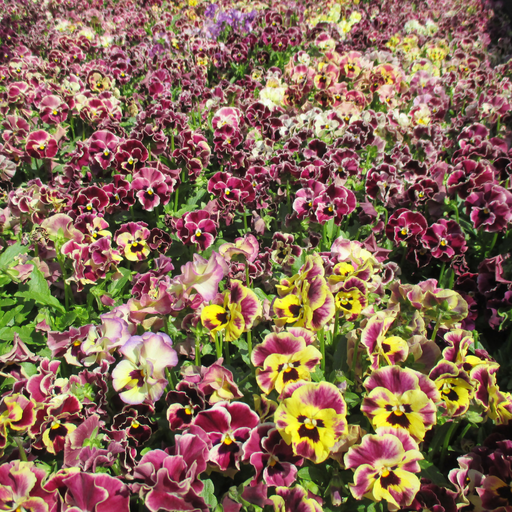 25 Frizzle Sizzle Pansy Seeds, Viola x wittrockiana, Non GMO, Easy to Grow, High-Yielding Fringed Blooms for Gorgeous Patio Pots and Window Boxes