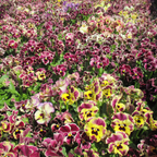 25 Frizzle Sizzle Pansy Seeds, Viola x wittrockiana, Non GMO, Easy to Grow, High-Yielding Fringed Blooms for Gorgeous Patio Pots and Window Boxes