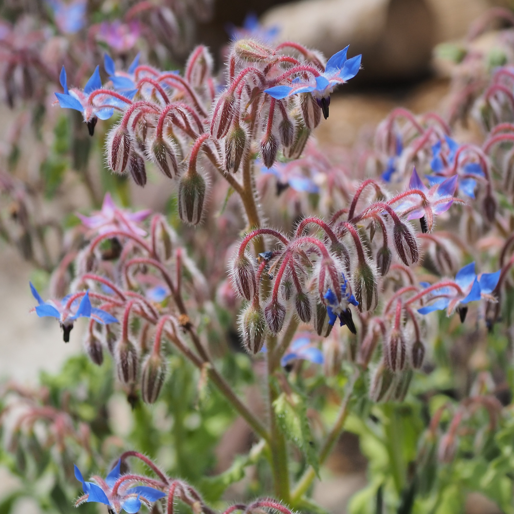 100 Borage Seeds, Non GMO, Heirloom, Annual, High-Yielding Edible Blue Starflower Culinary Herb for Gardens