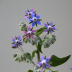 100 Borage Seeds, Non GMO, Heirloom, Annual, High-Yielding Edible Blue Starflower Culinary Herb for Gardens