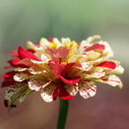 25 Peppermint Stick Zinnia Seeds Mix, Non GMO, Easy to Grow, High-Yielding Splattered Stripe Blooms for Eye-Catching, Ideal for Pots & Garden Borders