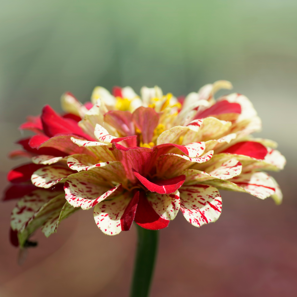 25 Peppermint Stick Zinnia Seeds Mix, Non GMO, Easy to Grow, High-Yielding Splattered Stripe Blooms for Eye-Catching, Ideal for Pots & Garden Borders
