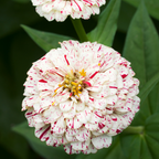 25 Peppermint Stick Zinnia Seeds Mix, Non GMO, Easy to Grow, High-Yielding Splattered Stripe Blooms for Eye-Catching, Ideal for Pots & Garden Borders