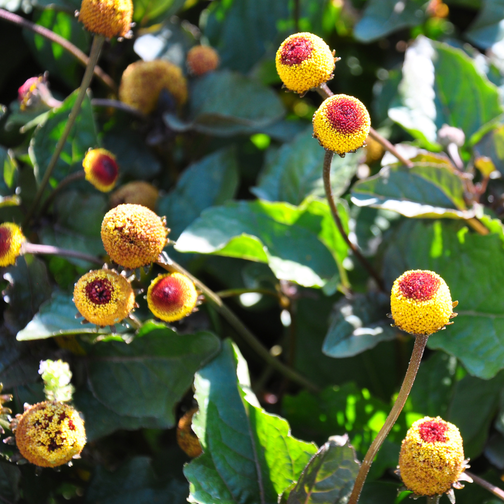 200 Toothache Plant Seeds, Non-GMO Spilanthes oleracea, Heirloom, Eyeball Plant, Peek-A-Boo Electric Buttons Medicinal Herb Seeds, for Pots & Gardens