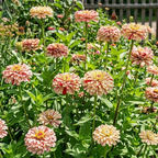 25 Peppermint Stick Zinnia Seeds Mix, Non GMO, Easy to Grow, High-Yielding Splattered Stripe Blooms for Eye-Catching, Ideal for Pots & Garden Borders