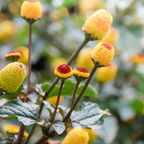 200 Toothache Plant Seeds, Non-GMO Spilanthes oleracea, Heirloom, Eyeball Plant, Peek-A-Boo Electric Buttons Medicinal Herb Seeds, for Pots & Gardens