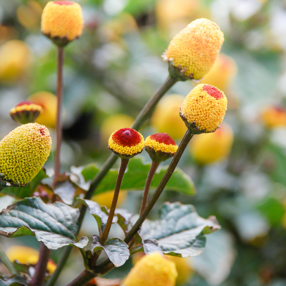 200 Toothache Plant Seeds, Non-GMO Spilanthes oleracea, Heirloom, Eyeball Plant, Peek-A-Boo Electric Buttons Medicinal Herb Seeds, for Pots & Gardens